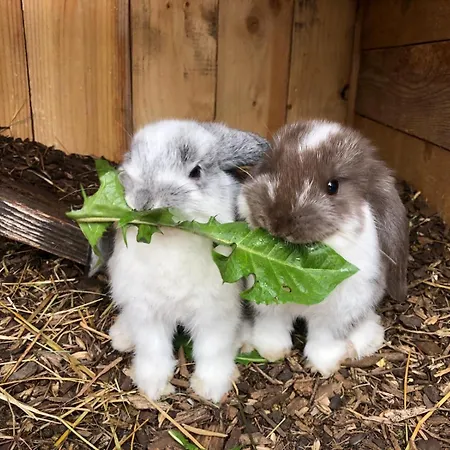 アパート Mariengut - Kramer 4*