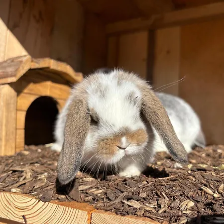 Mariengut - Kramer Daire