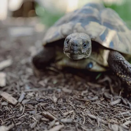 Appartement Mariengut - Kramer 4*