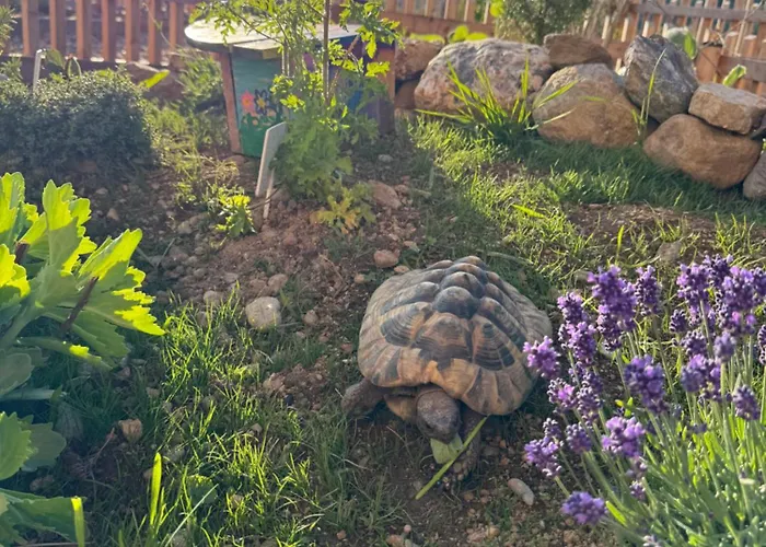 Mariengut - Kramer 4* Wagrain