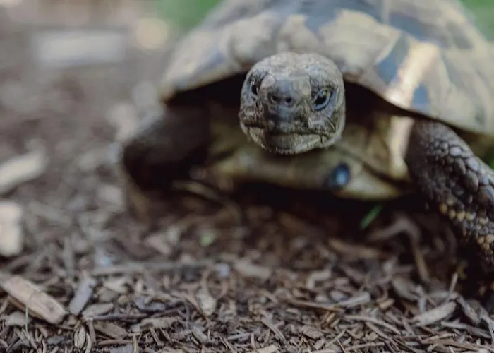 Apartmán Mariengut - Kramer 4*