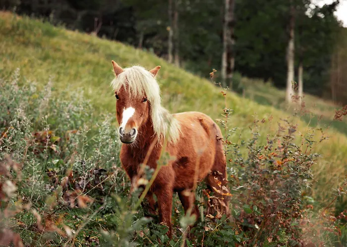 Mariengut - Kramer Wagrain